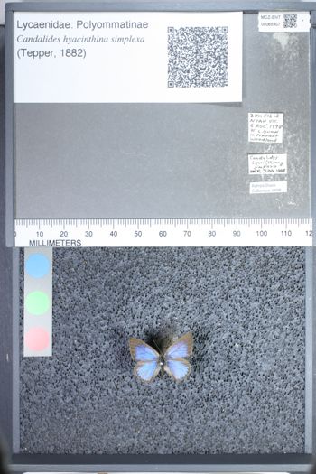 Media type: image;   Entomology 65907